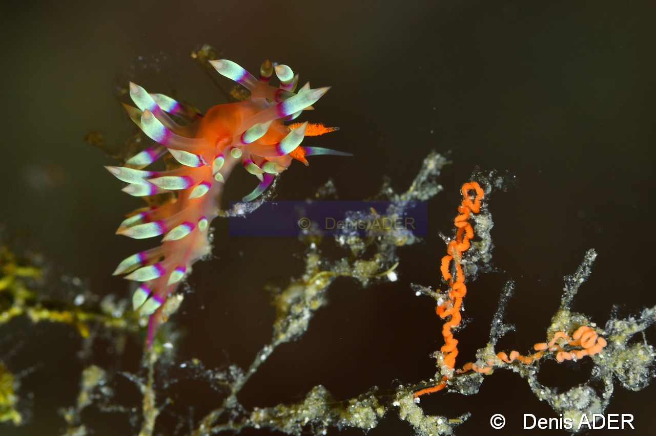 Flabellina exoptata Flabelline de la passion ponte-Wakatobi Binongky Binmo-18m-20180527-Denis-ADER-DSC_1251_tn.jpg